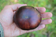 Black Beauty Tomato - Annapolis Seeds - Nova Scotia Canada