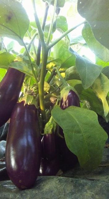 Diamond Eggplant - Annapolis Seeds