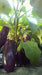 Diamond Eggplant - Annapolis Seeds