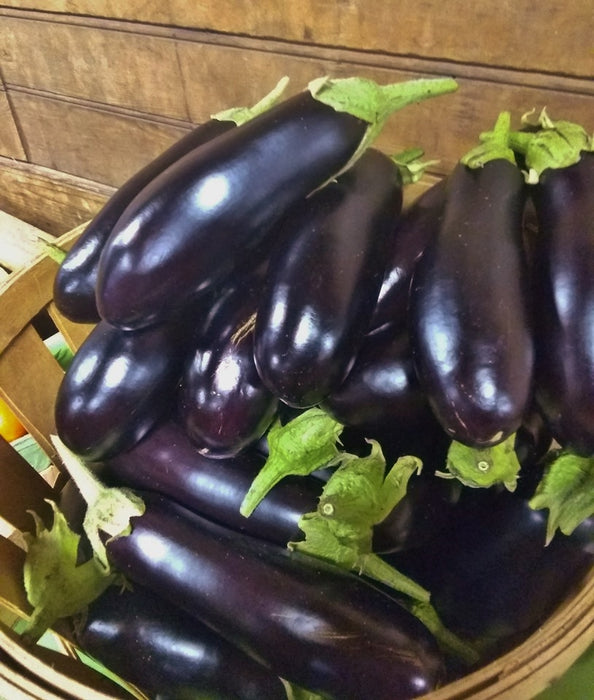 Diamond Eggplant - Annapolis Seeds