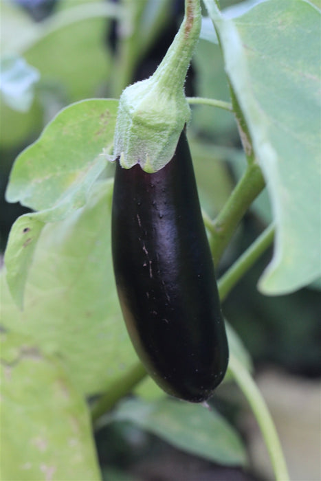 Diamond Eggplant - Annapolis Seeds