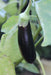 Diamond Eggplant - Annapolis Seeds