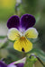 Heartease (Wild Pansy) - Annapolis Seeds