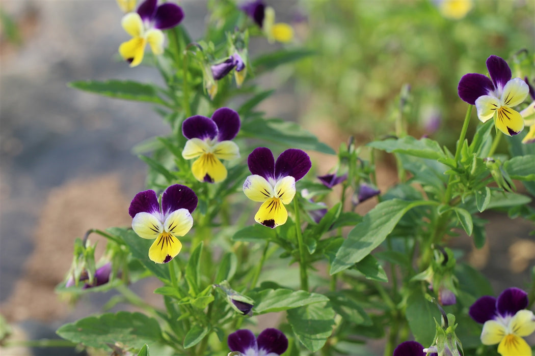 Heartease (Wild Pansy) - Annapolis Seeds