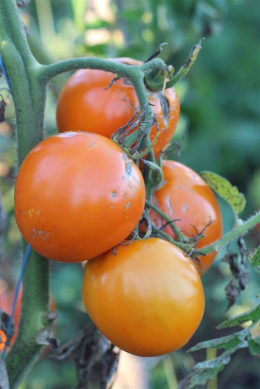Moonglow Tomato - Annapolis Seeds