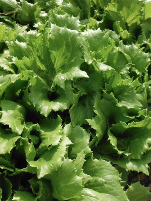 Reine de Glace (Ice Queen) Lettuce - Annapolis Seeds
