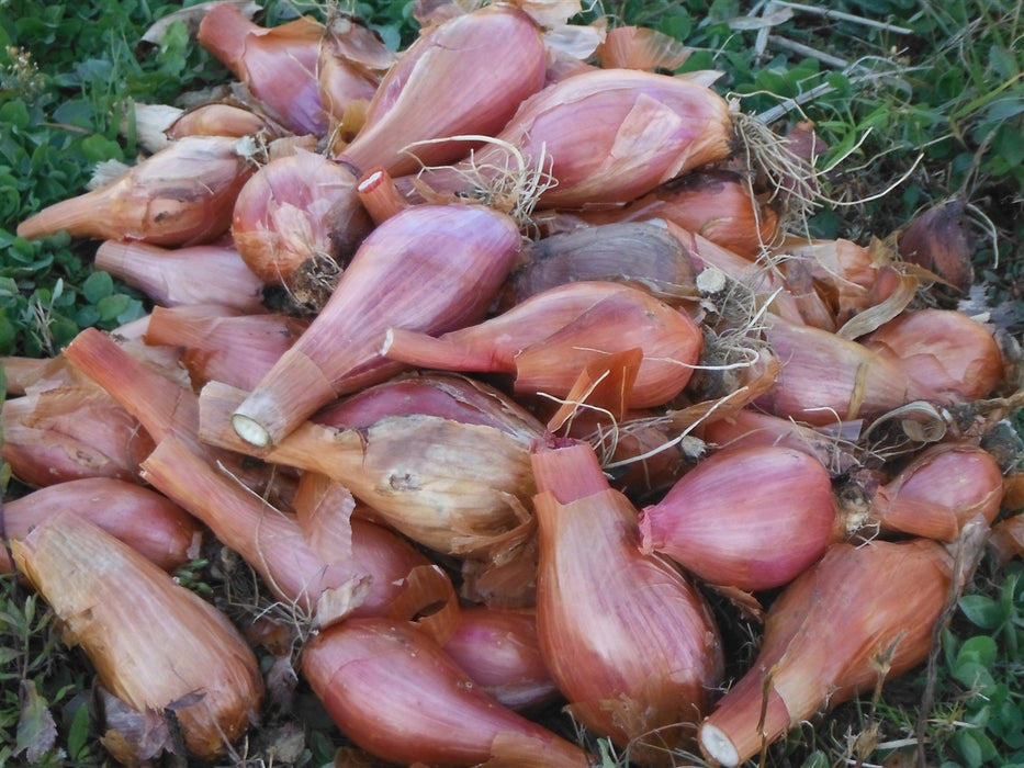French Shallots - Annapolis Seeds