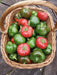 Sweet Pimento Pepper - Annapolis Seeds