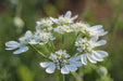 Orlaya White Lace Flower - Annapolis Seeds