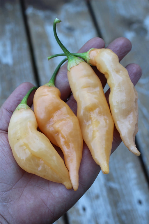 Sugar Rush Peach Hot Pepper - Annapolis Seeds