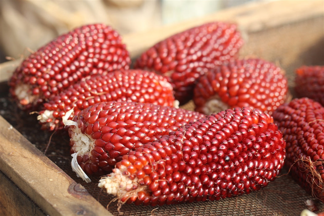 strawberry popcorn seed Strawberry Popcorn Seeds