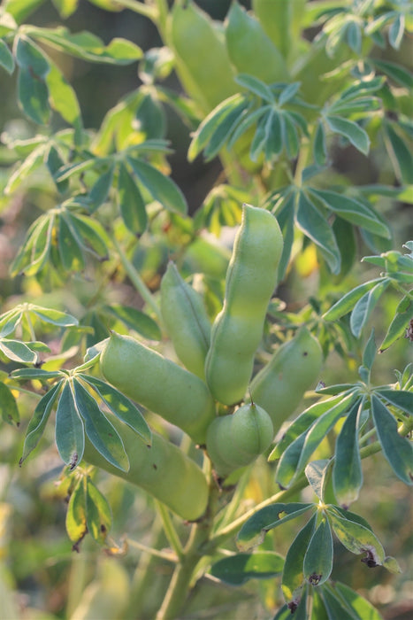 Lupini Bean - Annapolis Seeds