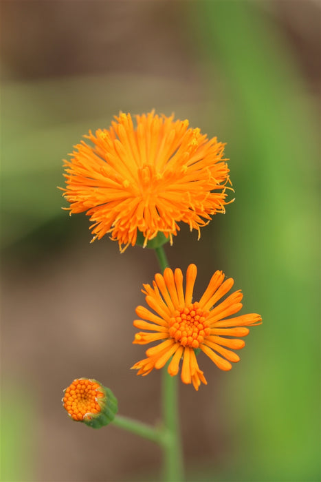 Irish Poet Tassel Flower - Annapolis Seeds