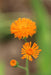 Irish Poet Tassel Flower - Annapolis Seeds