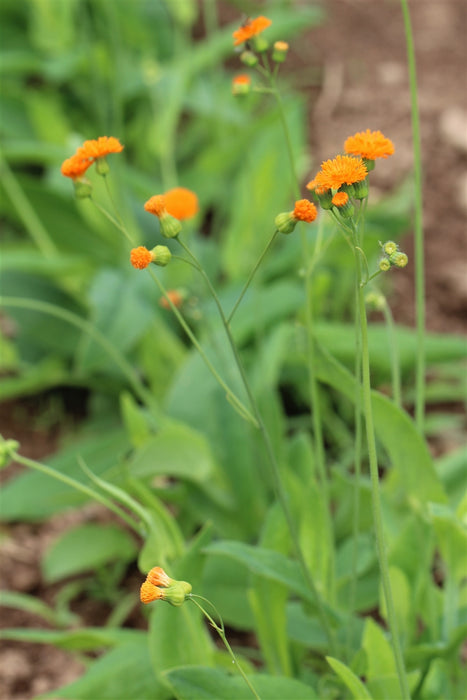 irish poet tassel flower seeds Irish Poet Tassel Flower — Annapolis Seeds