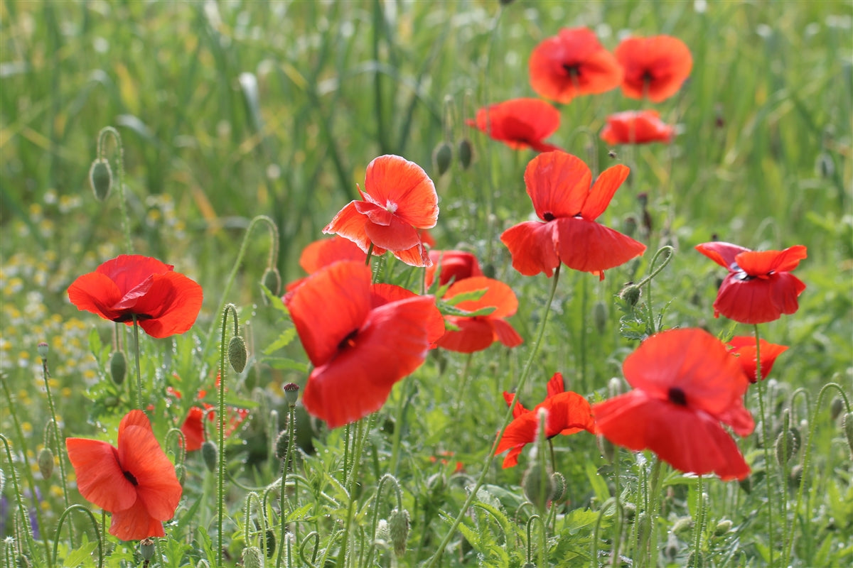 Red Poppy (Papaver rhoeas) Seeds - Grown in Nova Scotia — Annapolis Seeds