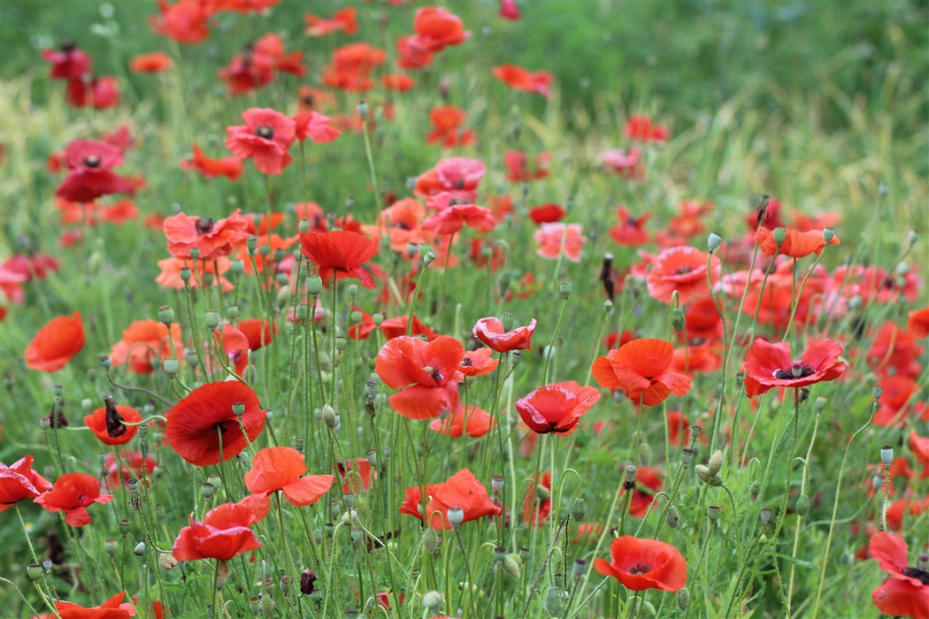 Red Poppy - Annapolis Seeds