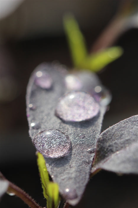 Murasaki Purple Sweet Pepper - Annapolis Seeds