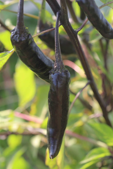 Murasaki Purple Sweet Pepper - Annapolis Seeds