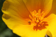 California Poppy - Annapolis Seeds