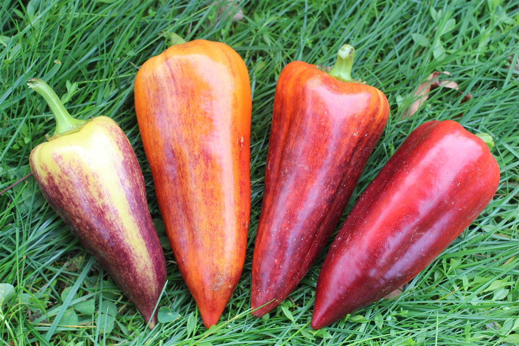 Violet Sparkle Pepper - Annapolis Seeds
