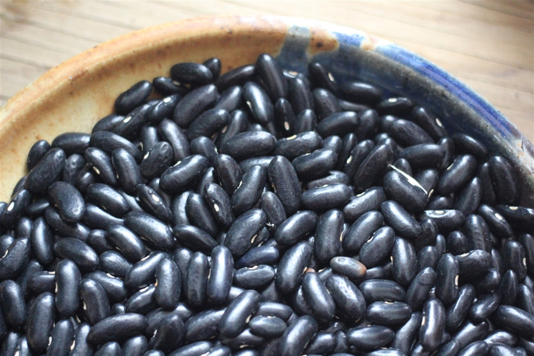 Black Valentine Bean  - Annapolis Seeds