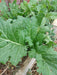 Chinese Thick Stem Mustard - Annapolis Seeds