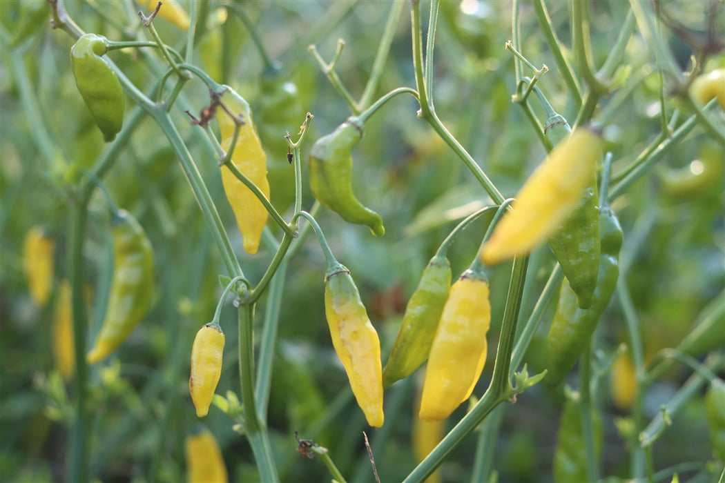 Lemon Drop Pepper - Annapolis Seeds