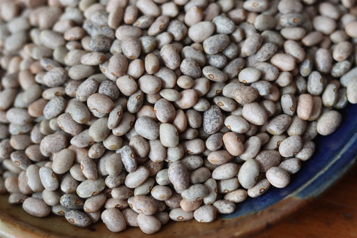 Blue Speckled Tepary Bean - Annapolis Seeds