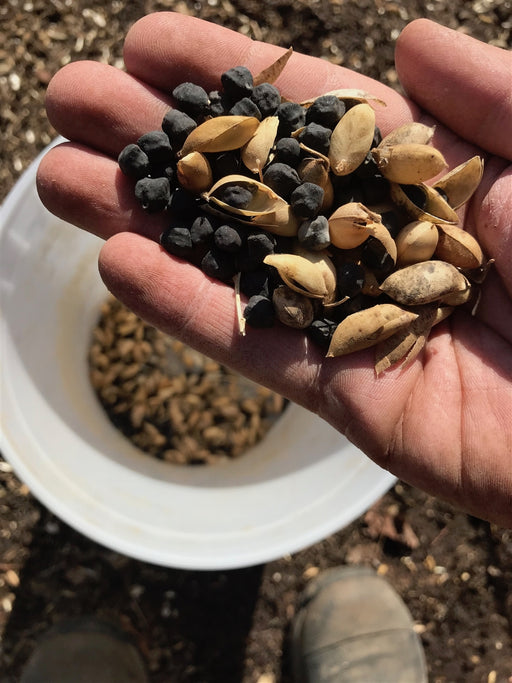 Black Kabouli Chickpea - Annapolis Seeds