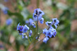 Chinese Forget Me Not - Annapolis Seeds
