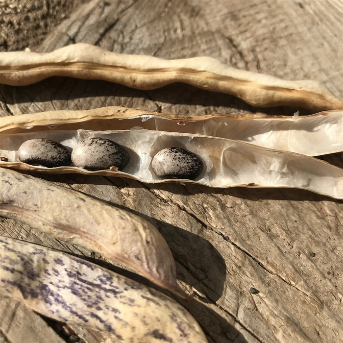 Black Nightfall Bean - Annapolis Seeds