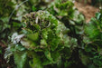 Cardinale Lettuce - Annapolis Seeds