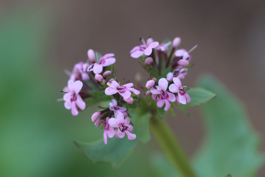 Horn of Plenty