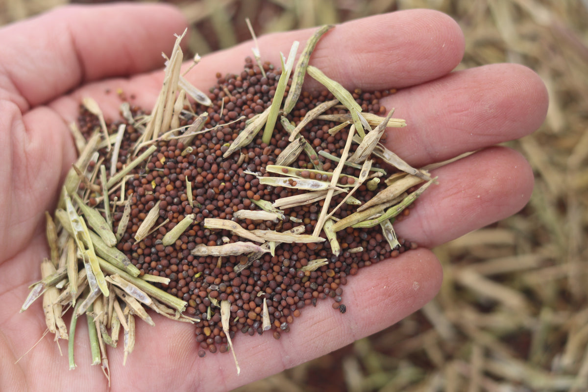 black mustard seeds for planting Black Mustard (Brassica nigra) Seeds