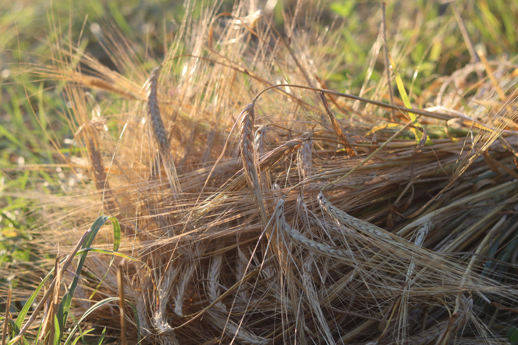 Ethiopian Hulless Barley