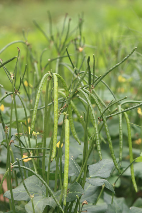 Fast Lady Northern Southern Pea