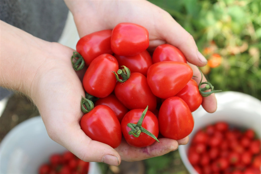 Handful of freshly picked Gardener's Sweetheart cherry tomatoes
