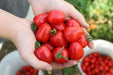 Handful of freshly picked Gardener's Sweetheart cherry tomatoes