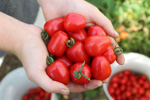 Handful of freshly picked Gardener's Sweetheart cherry tomatoes