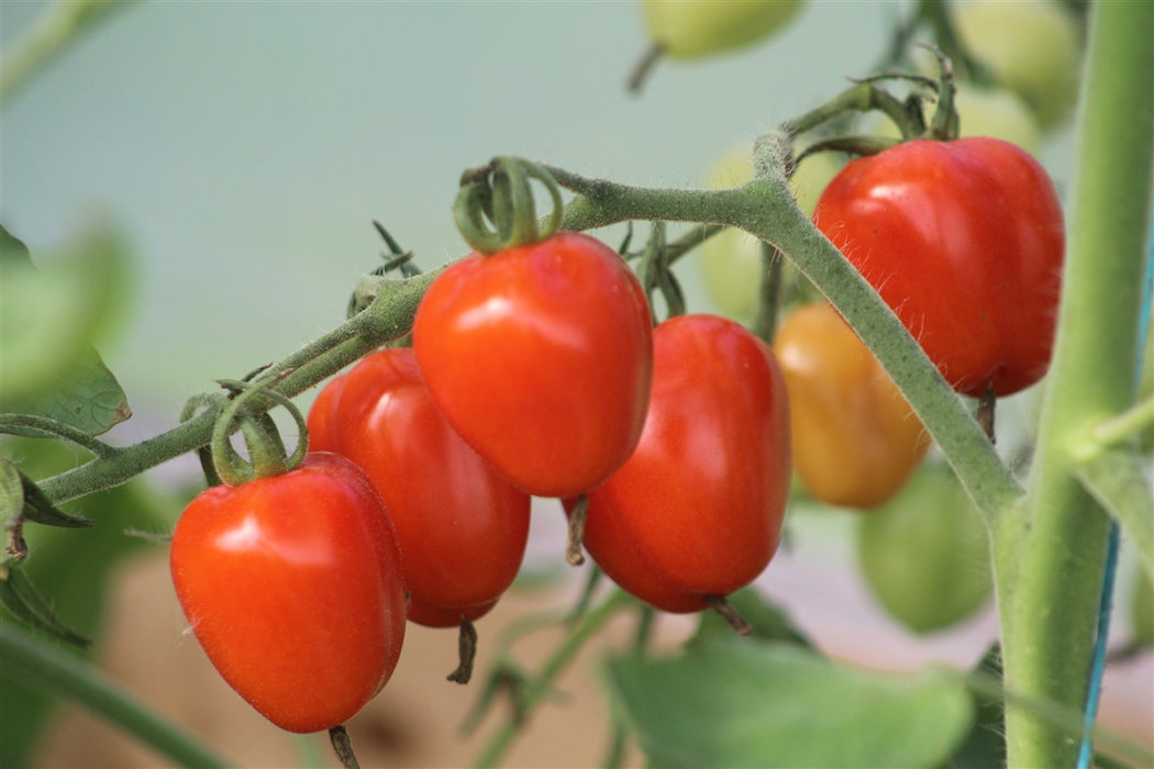 Truss of Gardener's Sweetheart cherry tomatoes ripening on the vine 