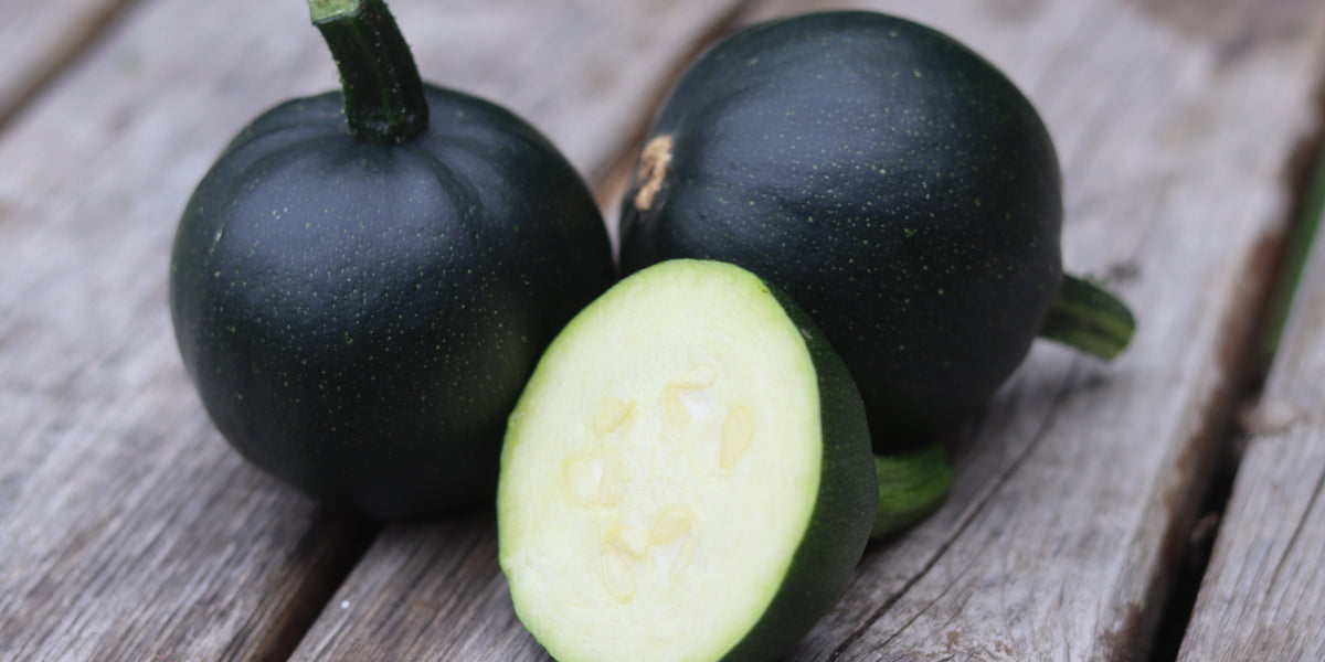 Gem Squash — Annapolis Seeds