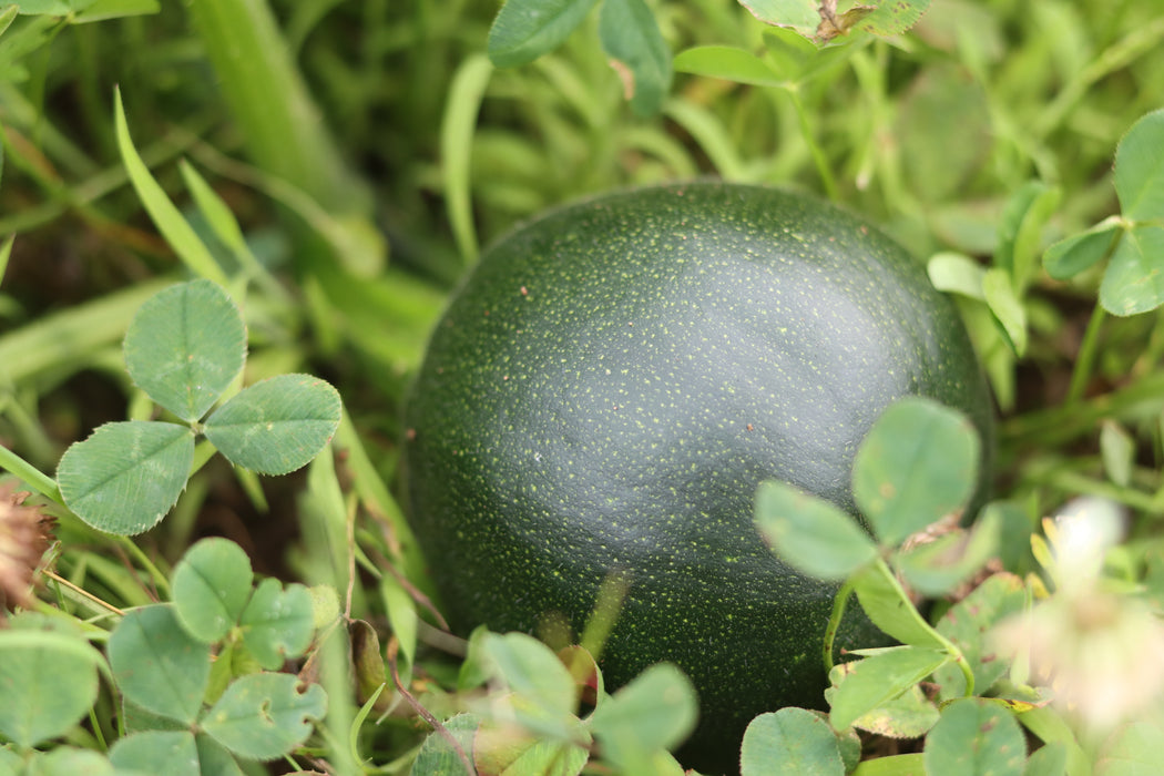 Gem Squash