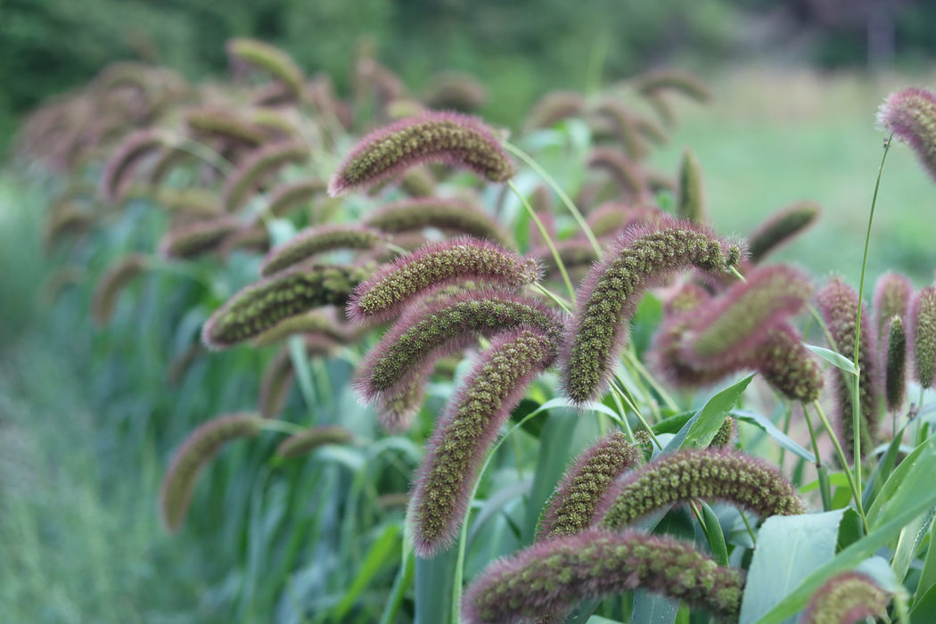German R Millet German Foxtail Millet - Heirloom Seeds Grown in Nova Scotia — Annapolis ...