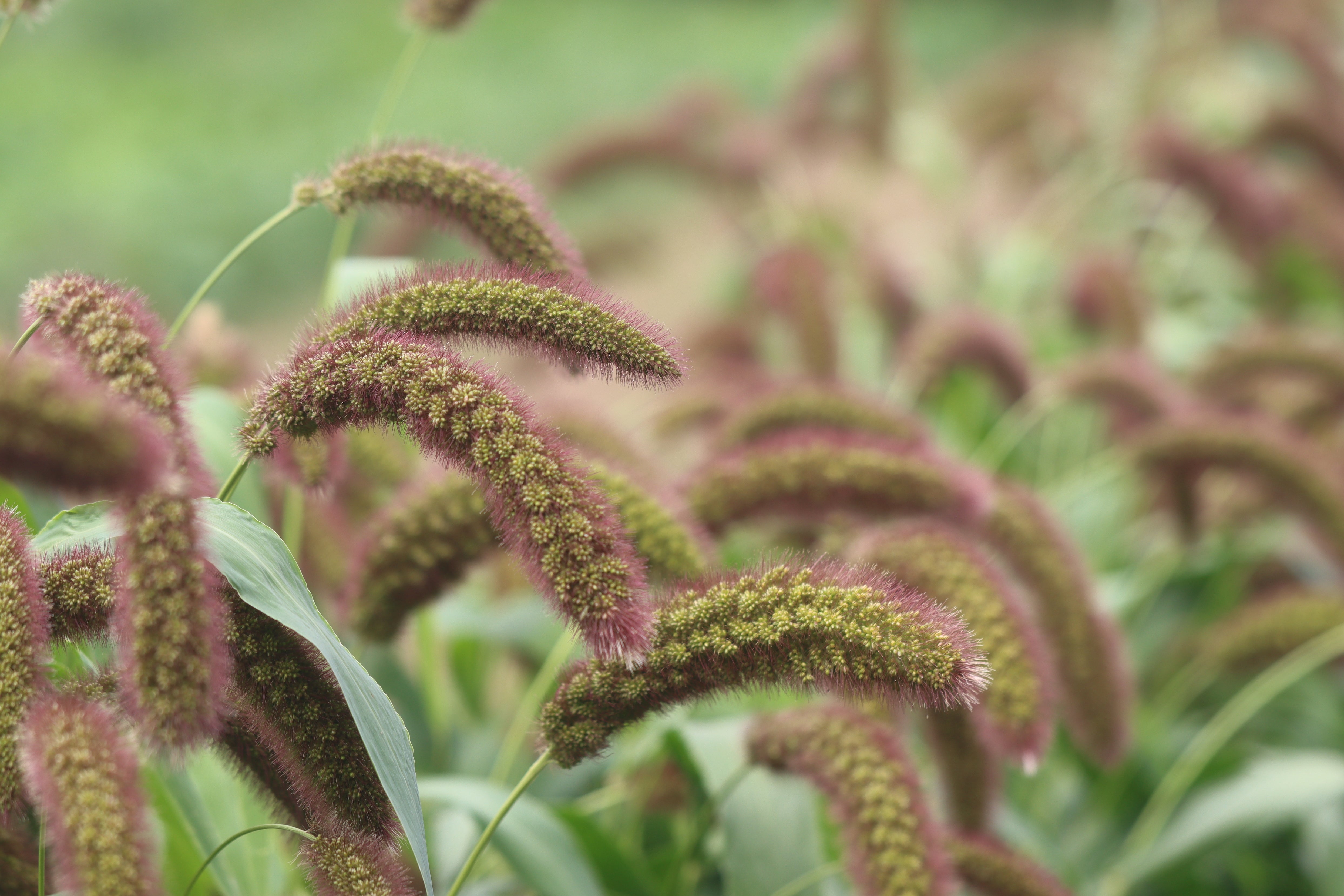 Foxtail Millet Java Foxtail Millet Plant Foxtail Millet. A) Inflorescence With Immature
