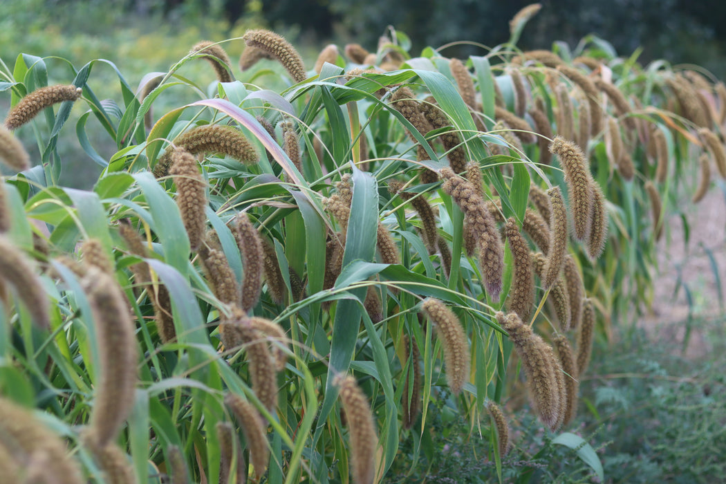 German R Millet Foxtail Millet Plant Foxtail Millet. A) Inflorescence With Immature