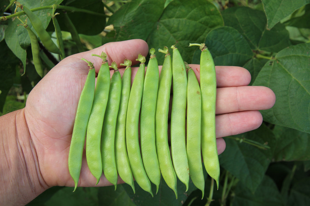 Greasy Grits Bean Seeds - Grown In Nova Scotia Canada — Annapolis Seeds