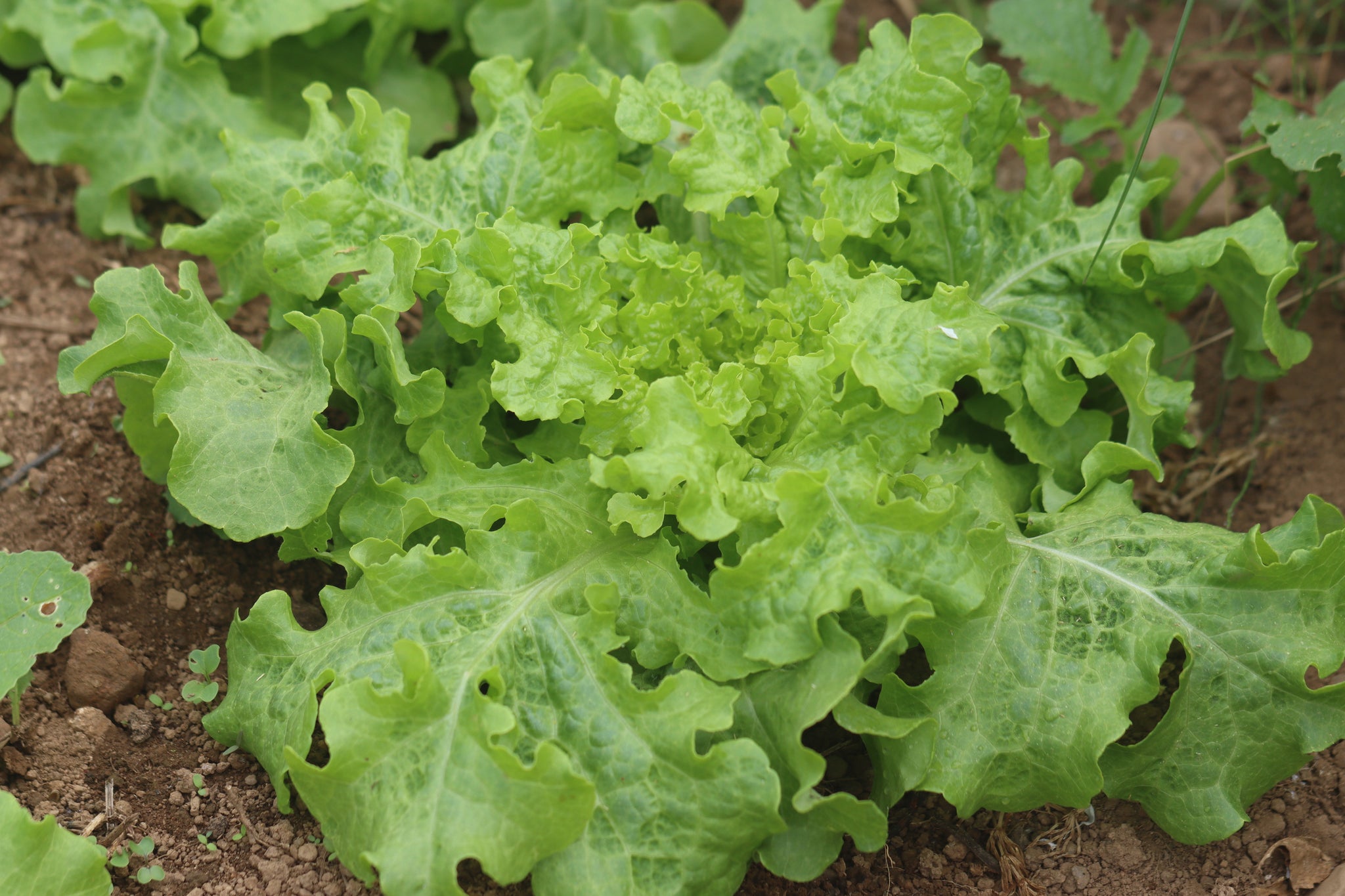 Lettuce Seeds - Heirloom Seeds Grown in Nova Scotia — Annapolis Seeds