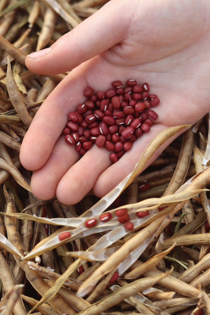 Hokkaido Adzuki Bean  Annapolis Seeds