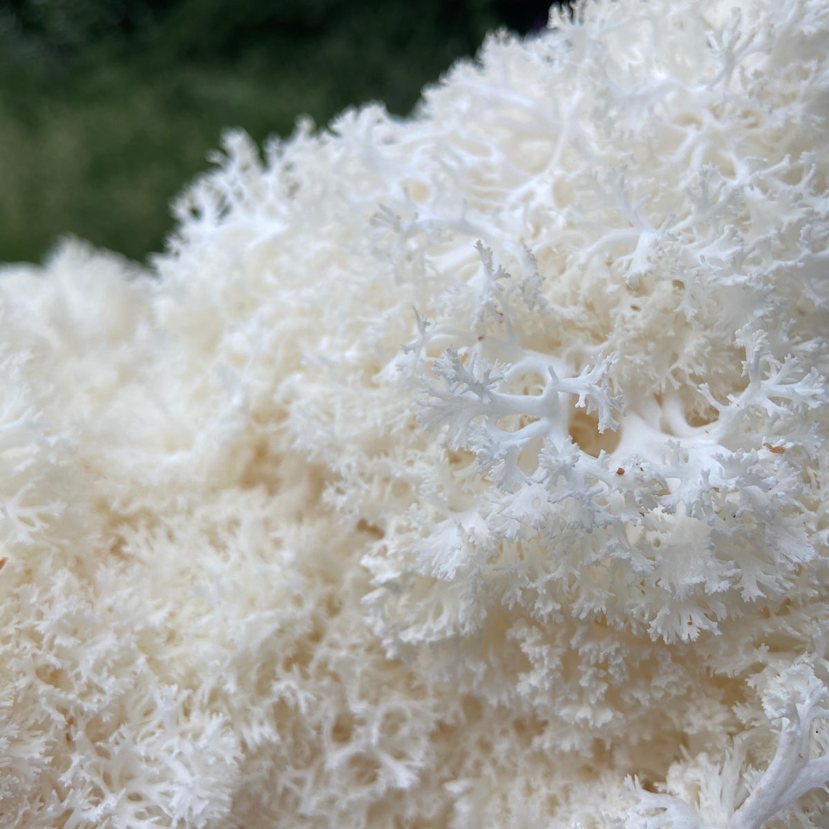 Lion S Mane Mushroom Liquid Culture Grown In Nova Scotia Canada   IMG 5431 1200x1200 Crop Center.heic